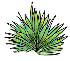 agave.png