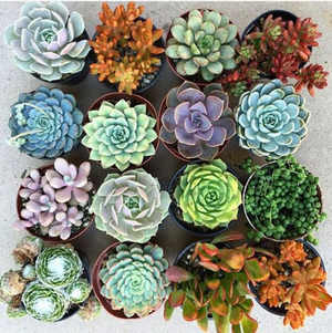 may succulents.jpg