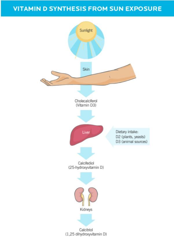 vitamin d process.JPG
