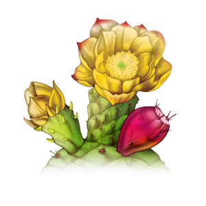 pricklypear_contrast.png