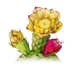 pricklypear_contrast.png