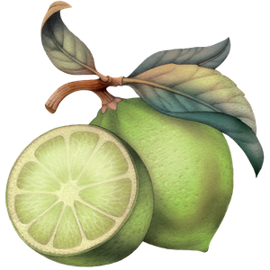 lime.png