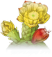prickly pear.png