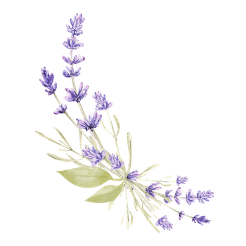 lavender sprig