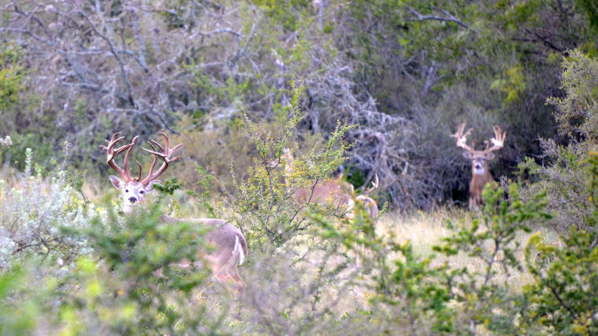 Texas Whitetail and Exotic Hunting at its Best!