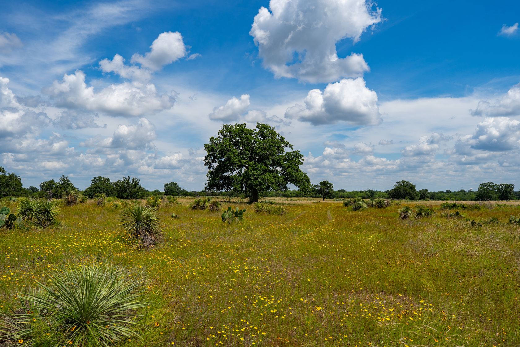 51-print-Tempe 1431 Ranch-51.jpg