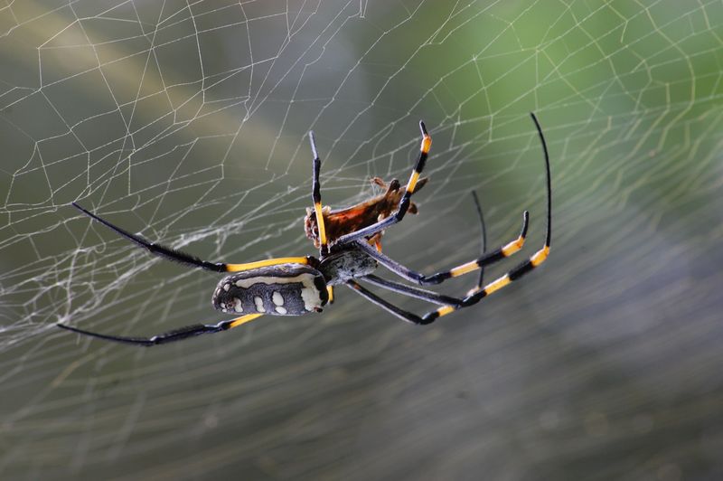 Spiders - Goldstein Pest