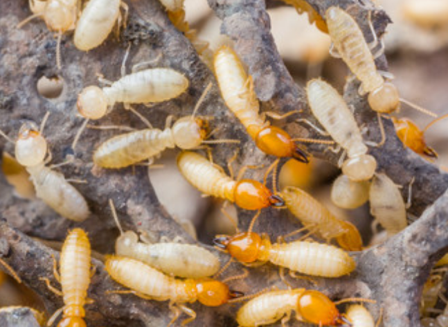 termites.png