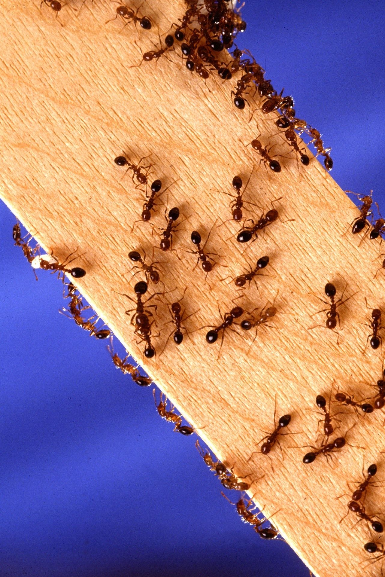 abstract-ants-bark-264129.jpg