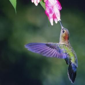 Hummingbird.jpg