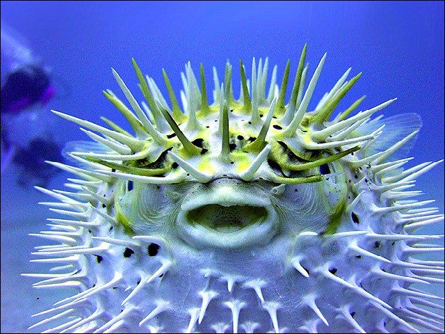 Pufferfish.jpg