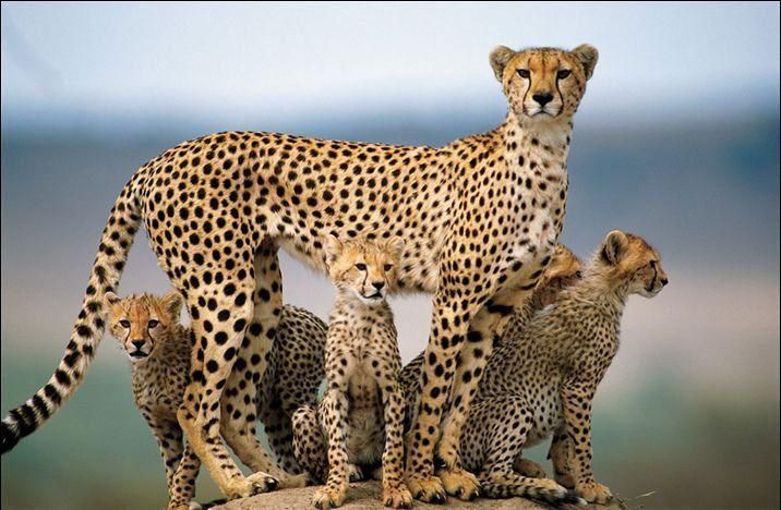 Cheetahs.jpg