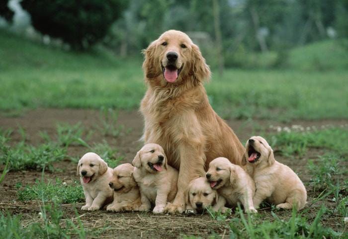 Dog & Puppies.jpg