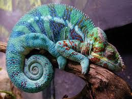 Chameleon.jpg