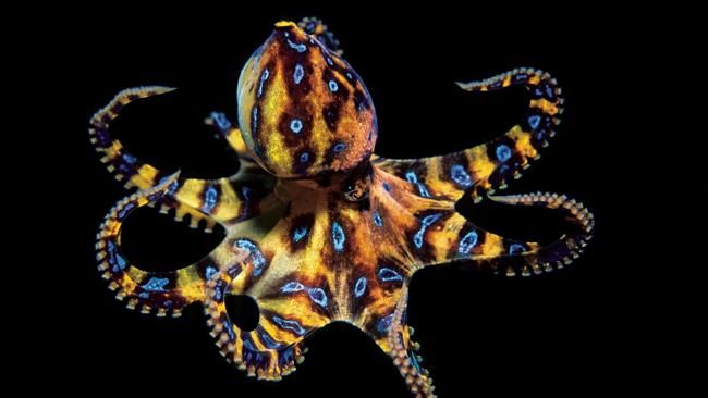 Blue-Ringed-Octopus.jpg