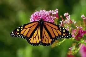 Butterfly - Monarch.jpg