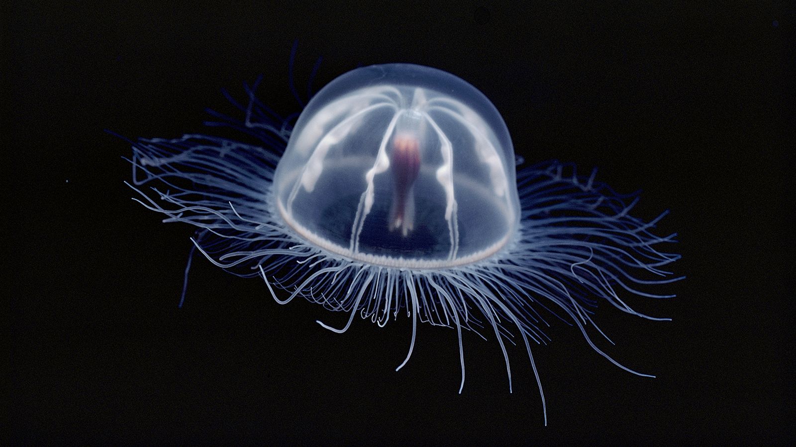 Box-Jellyfish.jpg