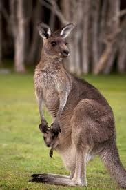 Kangaroo.jpg