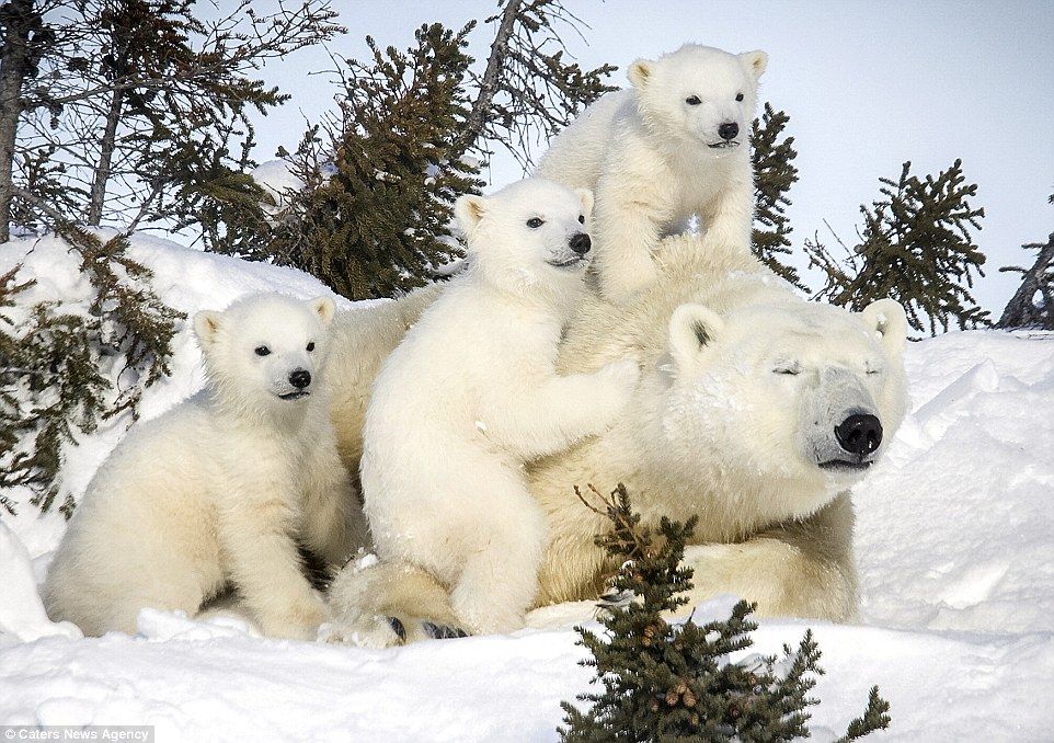 Polar-Bears.jpg