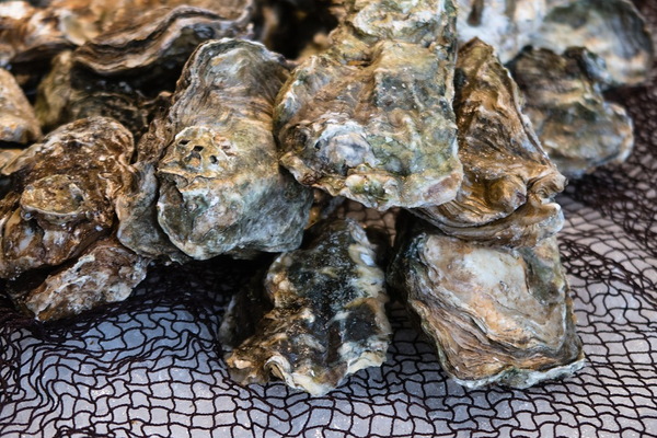 Sealed-Edge, Bacteria Protection Packaging For Shellfish