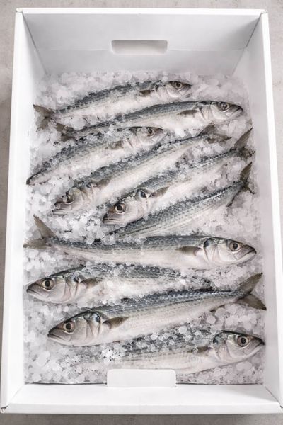 Cool Seal Box with Fish.jpg
