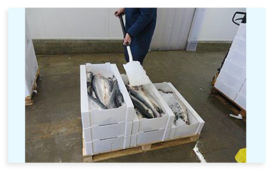 leakproof-fish.jpg