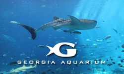 georgia aquarium.jpg