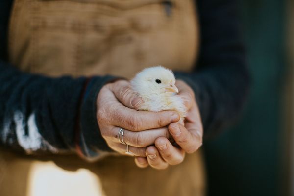farm chick.jpeg