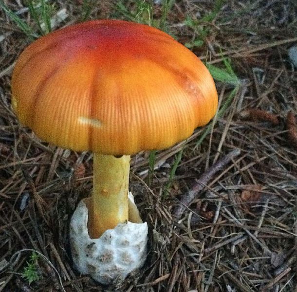 mushroom 1.JPG