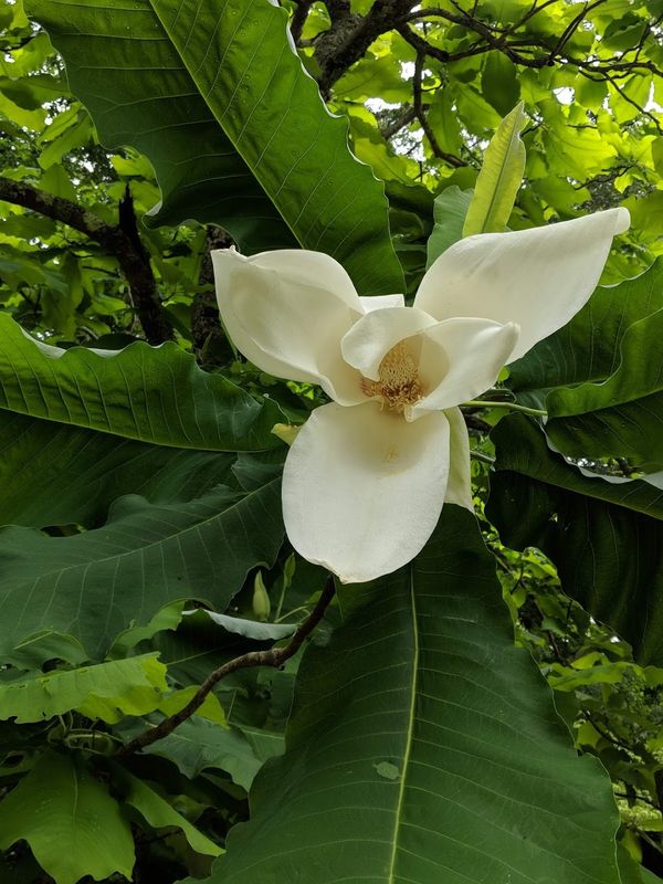 magnolia flower.jpg