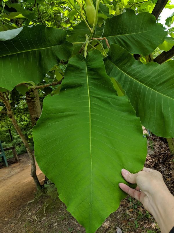 magnoia leaf.jpg
