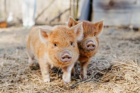 2025-03-01 Alabama Folk School 0191 (1).jpg