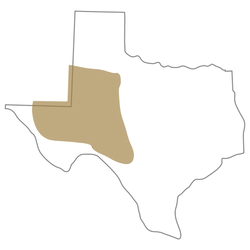 North American Map_ TX NM_AdobeStock_389421653 [Converted]_Outline w PB Gold_TX Portion.png