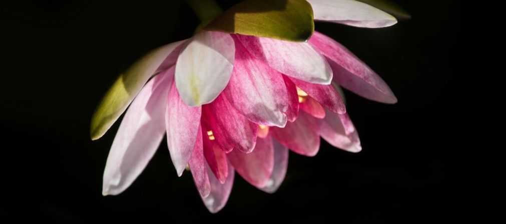 pink-and-white-water-lily-on-a-black-background-plant-planting-garden-gardening-flower-flowers-close_t20_GGaOZ6.jpg