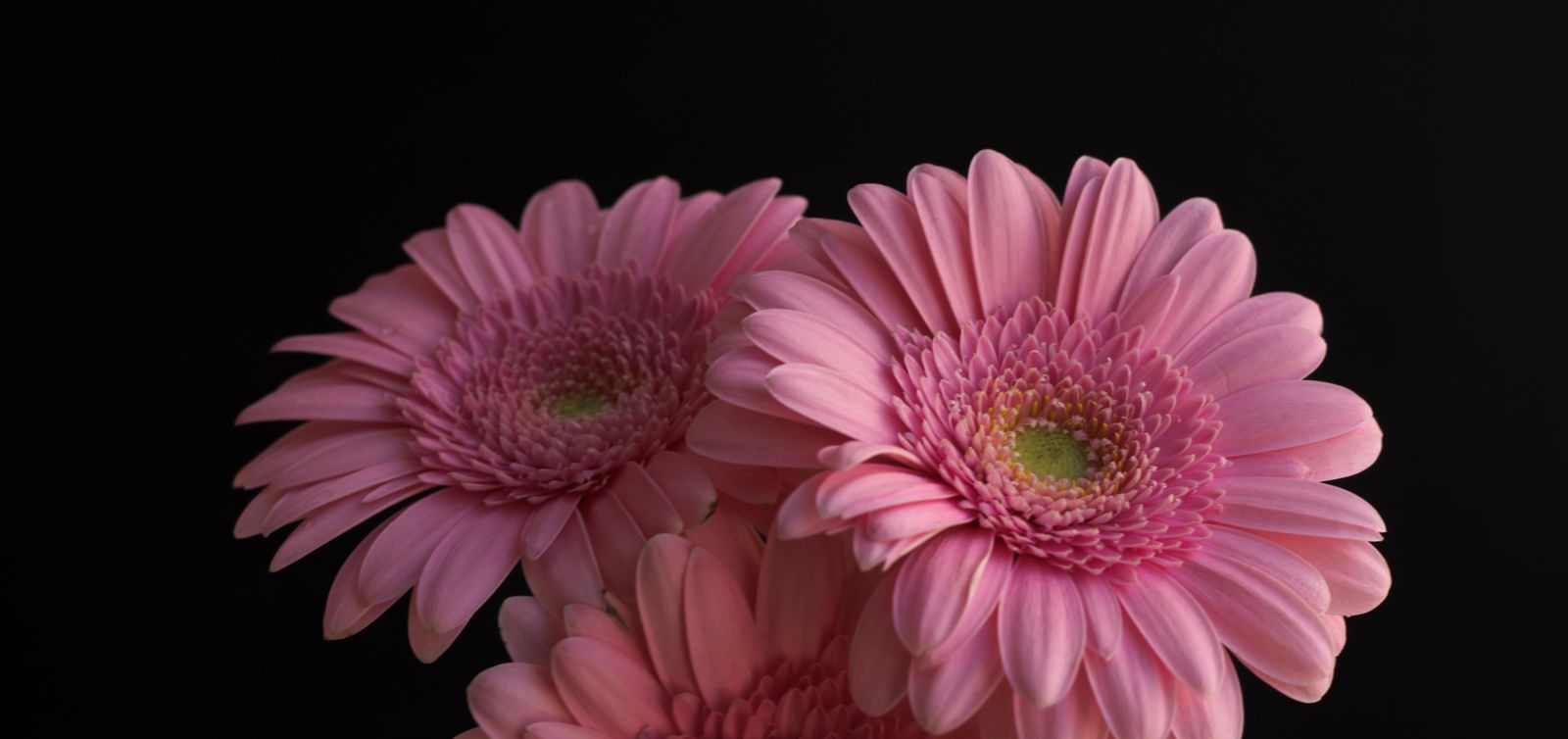 pink-flowers-on-a-black-background-2021-08-31-06-07-37-utc.jpg