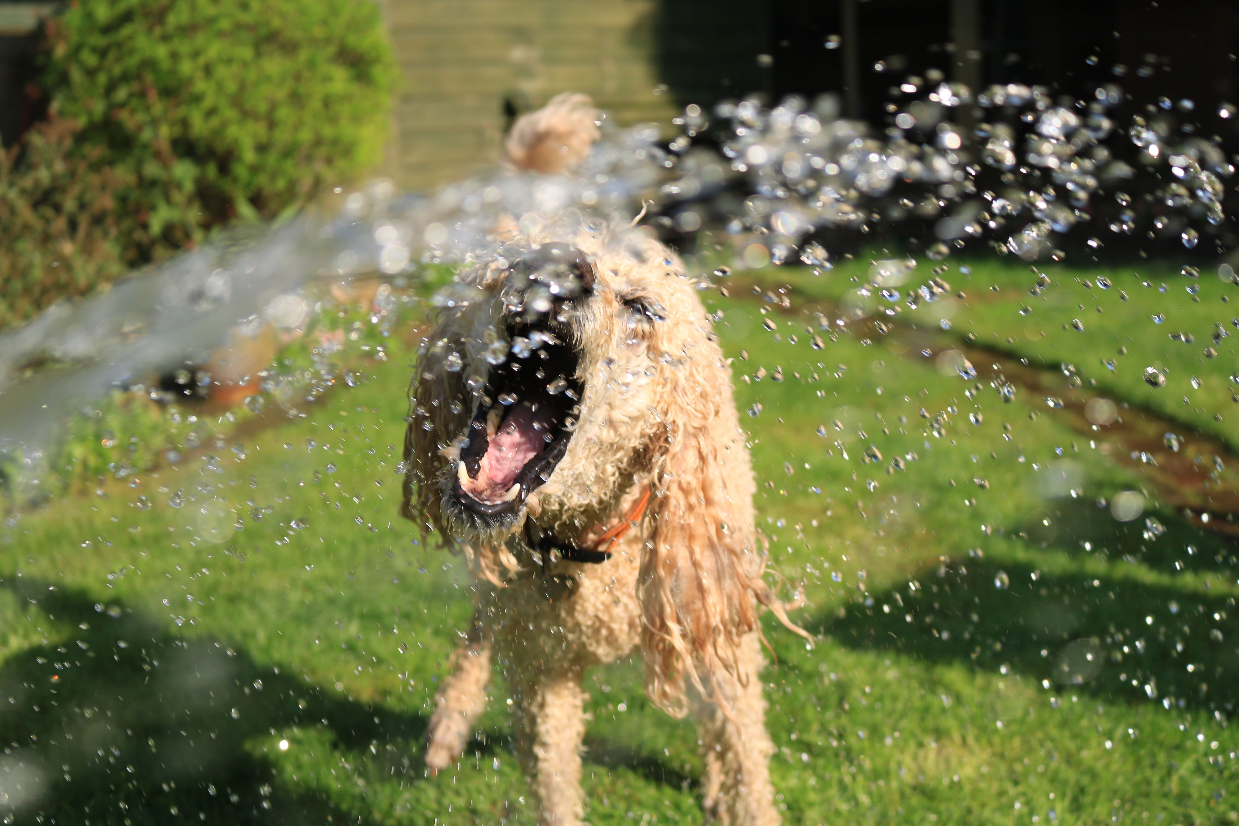 Canva - Soaked Wet Long-coated Dog Opens Mouth at Water Streams on Green Grass copy.jpg