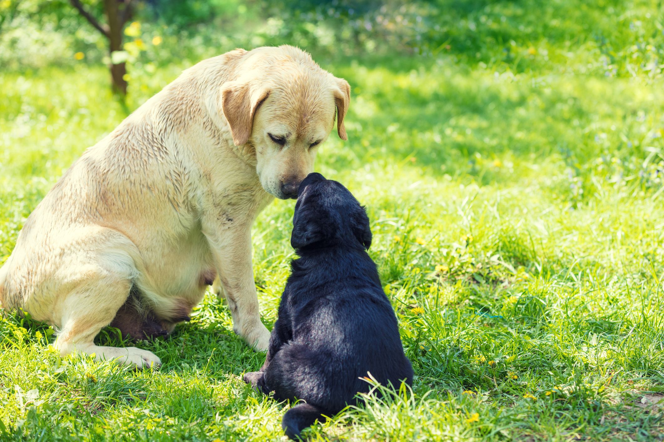 Pet Care Pet Care