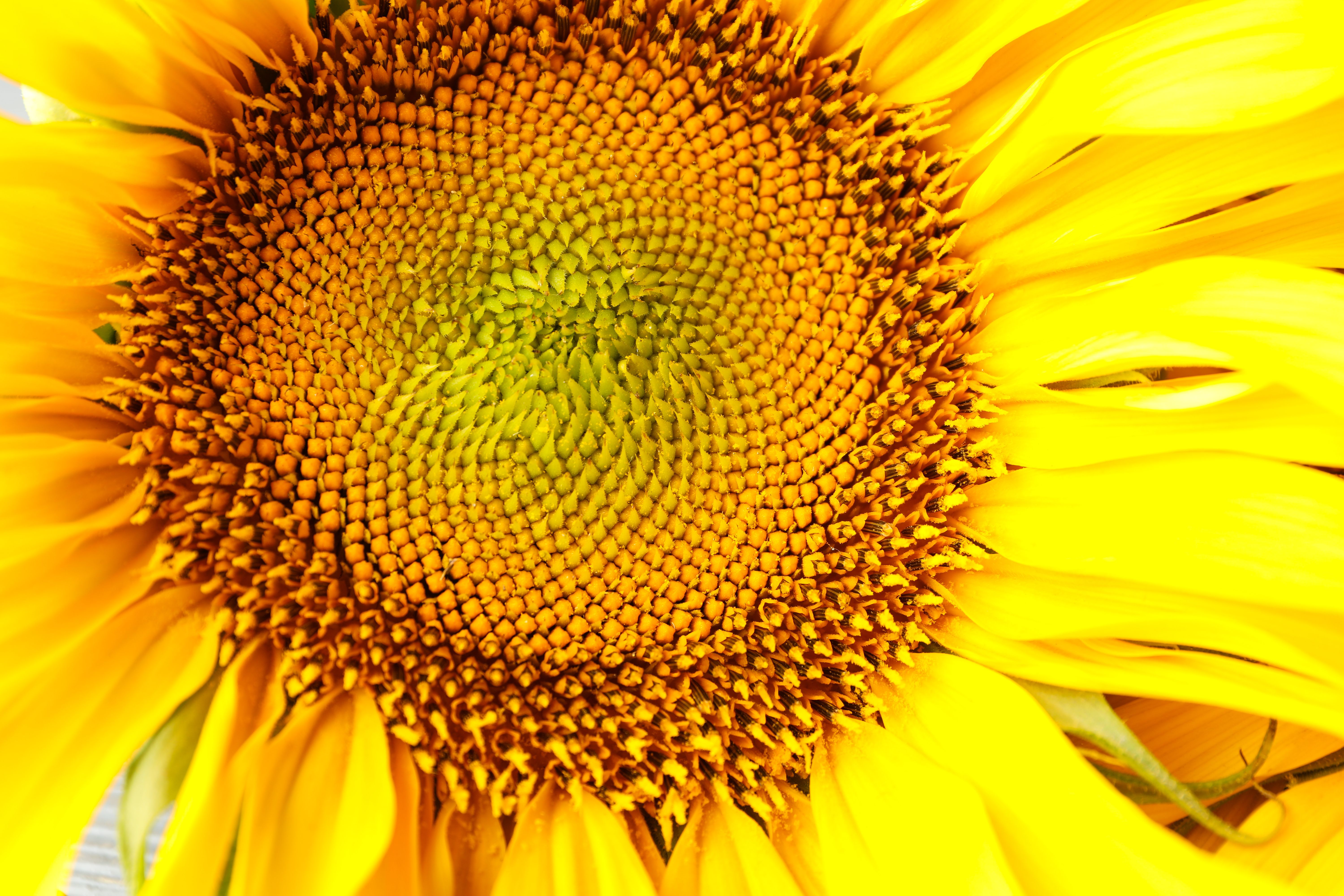 beautiful-sunflower-close-up-and-top-view-SWLTH2U.jpg