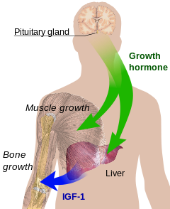 growth_Hormone.png