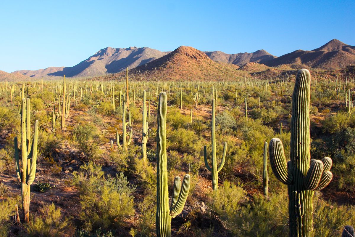 the arizona desert