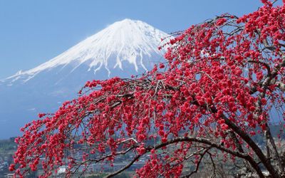 mountain-mount-fuji-cherry-tree-peak-snow-japan-1050x1680.jpg