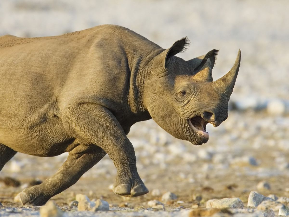 Rhino-images.jpg