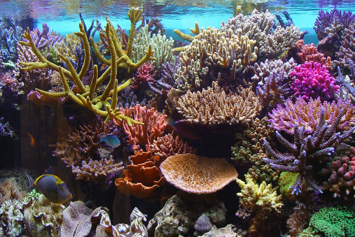 coral3.jpg