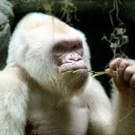 Albino-Gorilla-150x150.jpg