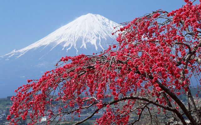 Mount Fuji Cherry Tree