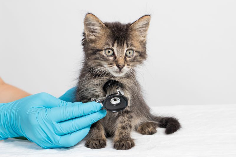 Heart Disease in Pets – Early Detection and Treatment at Rock Ridge Pharmacy Veterinarian examining a dog's heart health