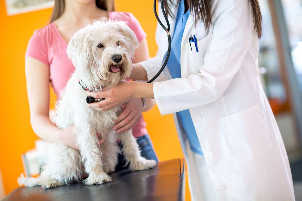 Veterinary Compounded Gabapentin