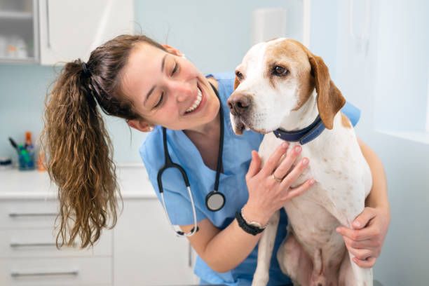 Veterinary Compounded Amlodipine