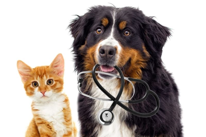 Veterinary Compounding for Pets