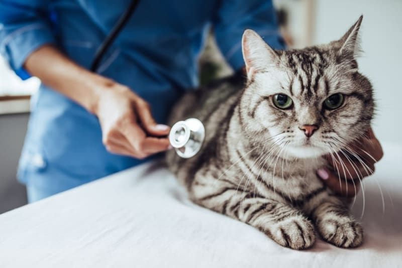 Veterinary Compounding for Pets